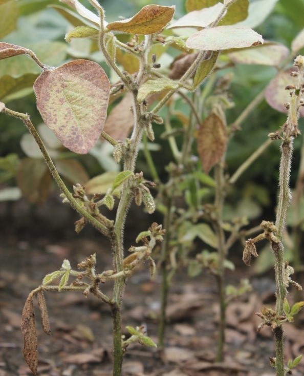 SM symptom on leaf2